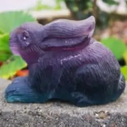 Regnbue flourit hare - kanin