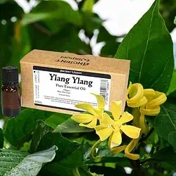 Ylang ylang Cananga Odorata